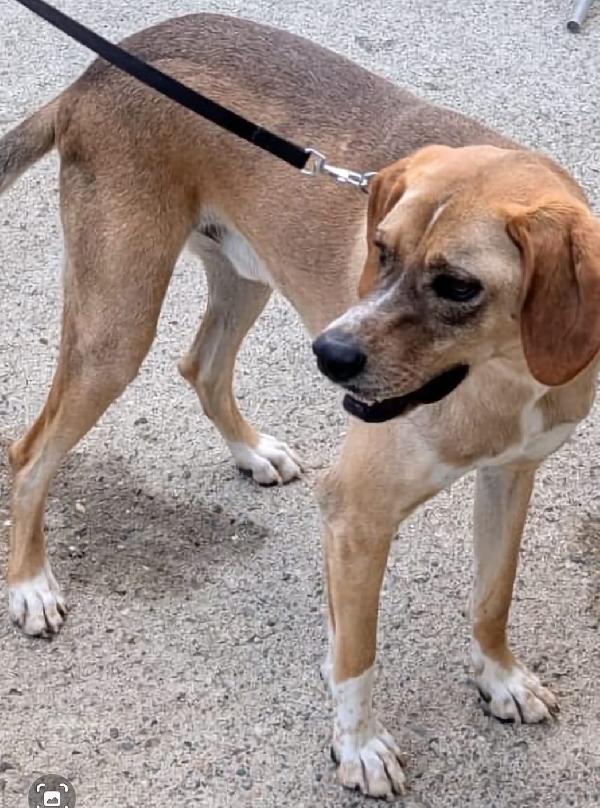 Dylan, splendido meticcio Foto 6